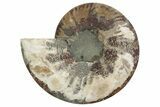 Cut & Polished Ammonite Fossil (Half) - Madagascar #371447-1